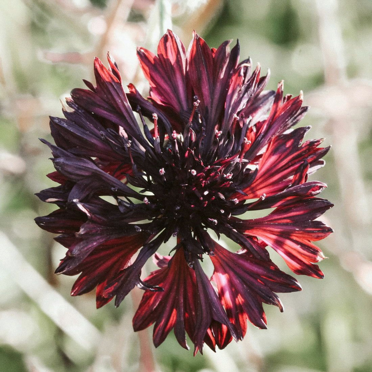 Black Bachelor’s Button Seeds - Cornflower Black Seeds, 30 seeds