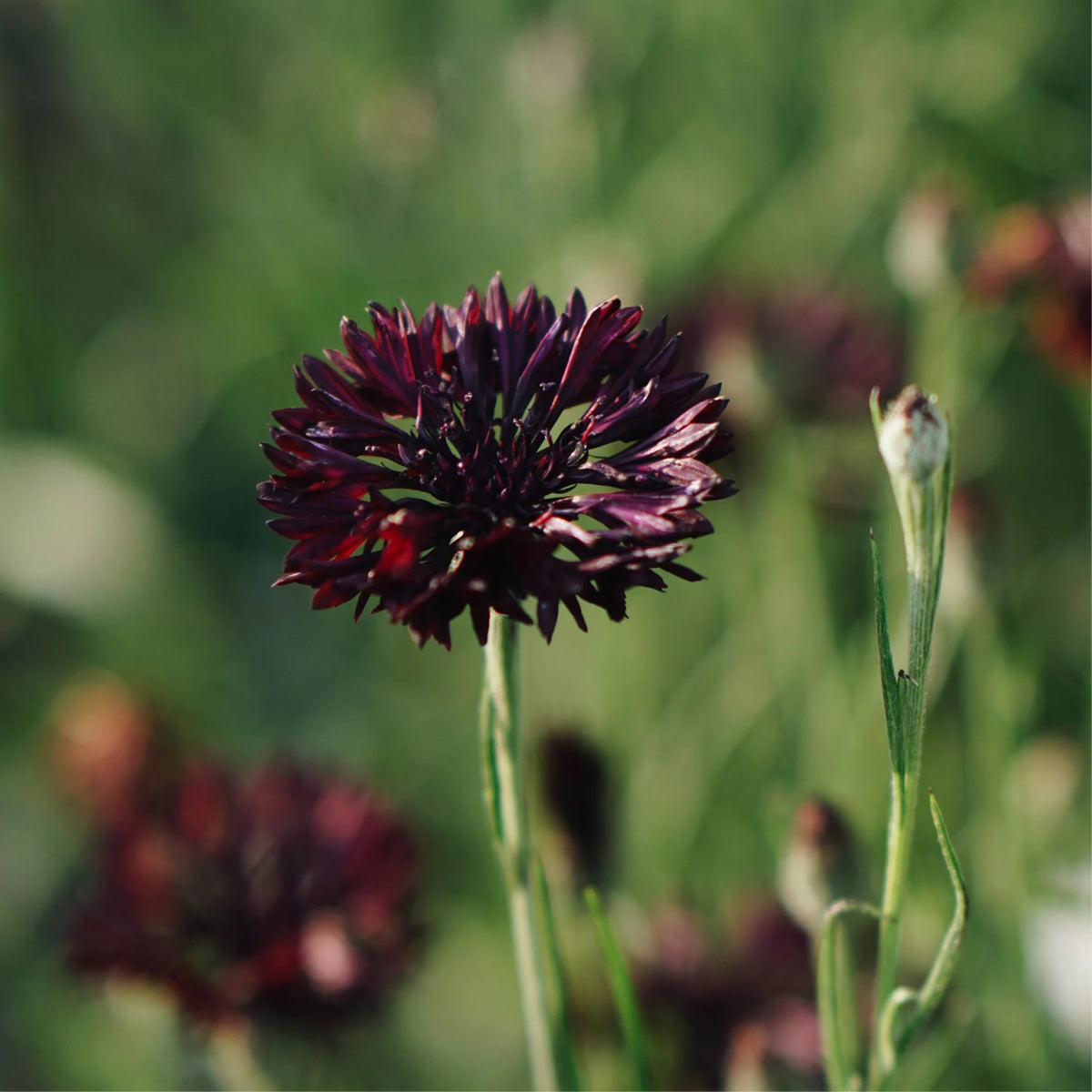 Black Bachelor’s Button Seeds - Cornflower Black Seeds, 30 seeds