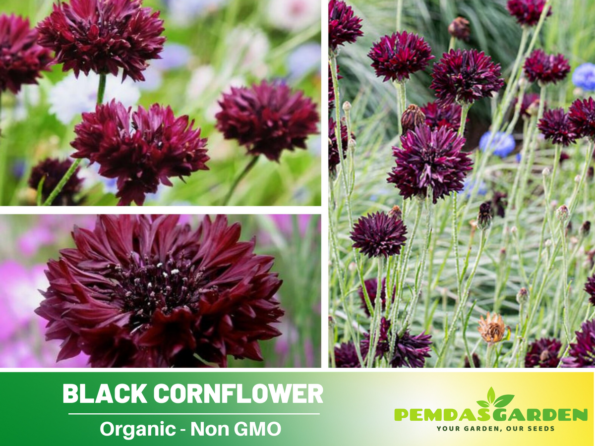 115 Seeds| Cornflower Black (Centaurea Cyanus) Seeds #6022