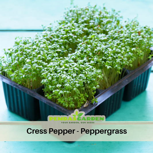 Pepper Cress Seeds - Garden Cress, 505 seeds