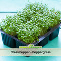 505 Seeds| Cress Pepper Seeds - Garden Cress -Heirloom – Non-GMO – Fast Growing – Peppery Flavor – Microgreens – Baby Greens – Easy to Grow – Cool Season – Fresh Eating – Garden to Table#6023