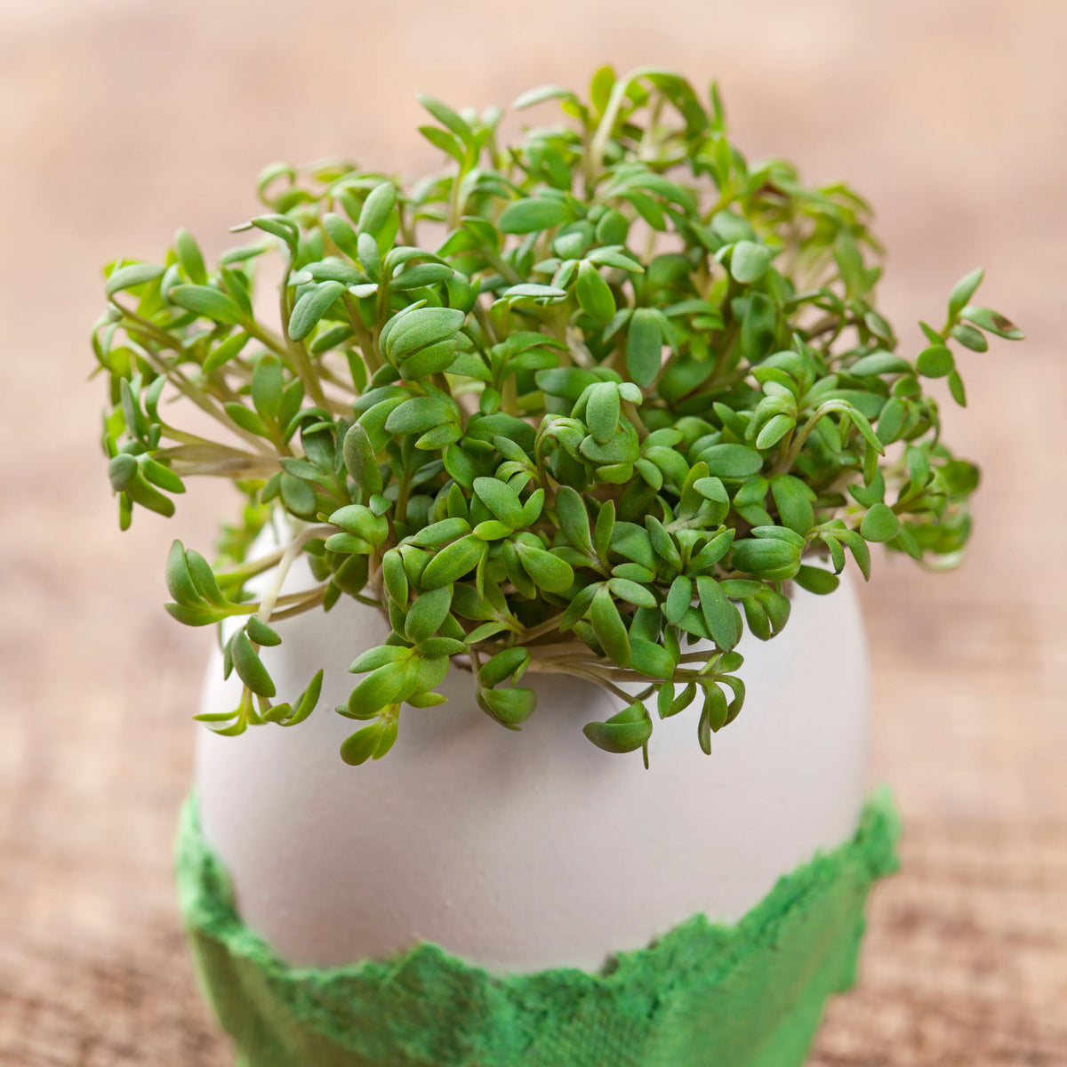 505 Seeds| Cress Pepper Seeds - Garden Cress -Heirloom – Non-GMO – Fast Growing – Peppery Flavor – Microgreens – Baby Greens – Easy to Grow – Cool Season – Fresh Eating – Garden to Table#6023