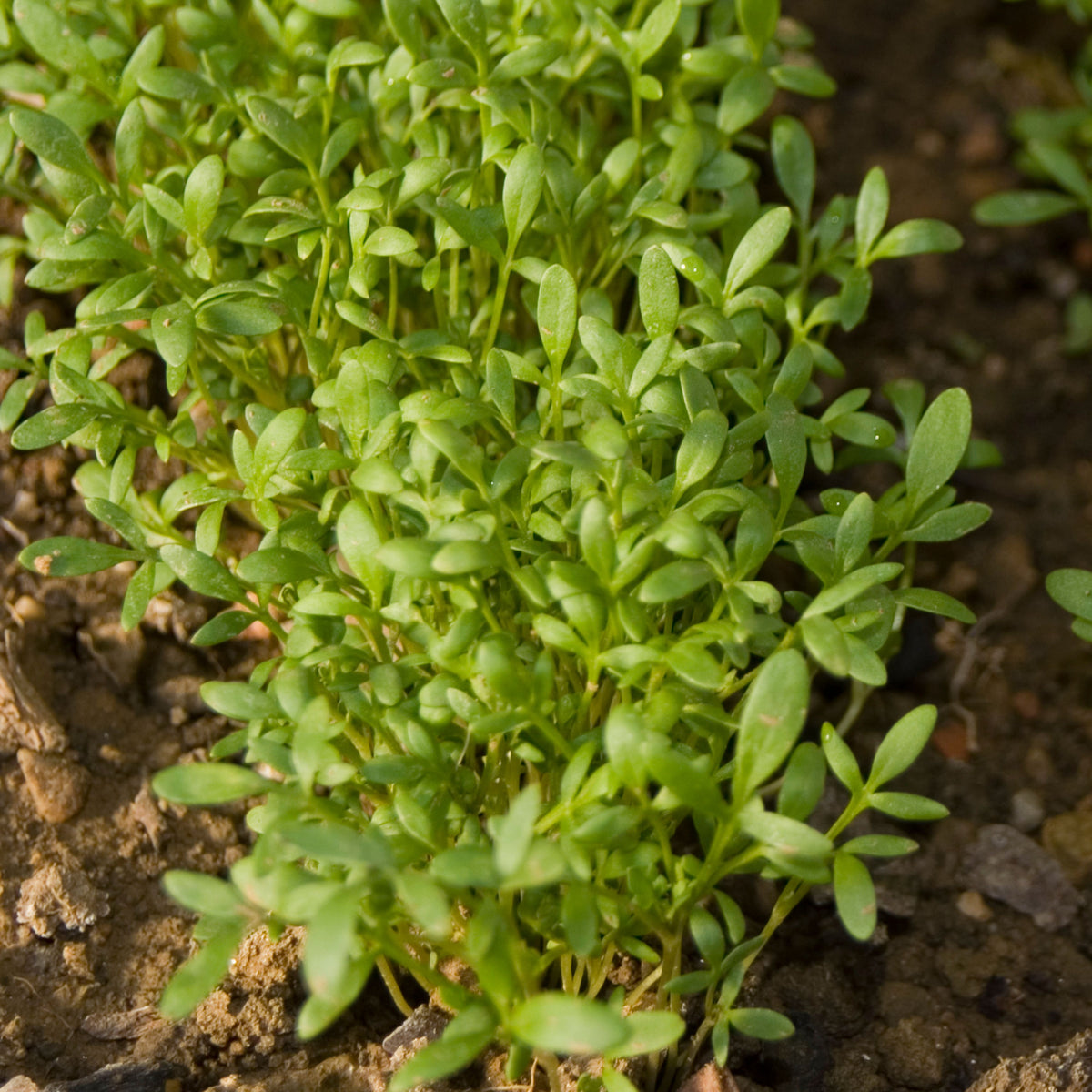 505 Seeds| Cress Pepper Seeds - Garden Cress -Heirloom – Non-GMO – Fast Growing – Peppery Flavor – Microgreens – Baby Greens – Easy to Grow – Cool Season – Fresh Eating – Garden to Table#6023