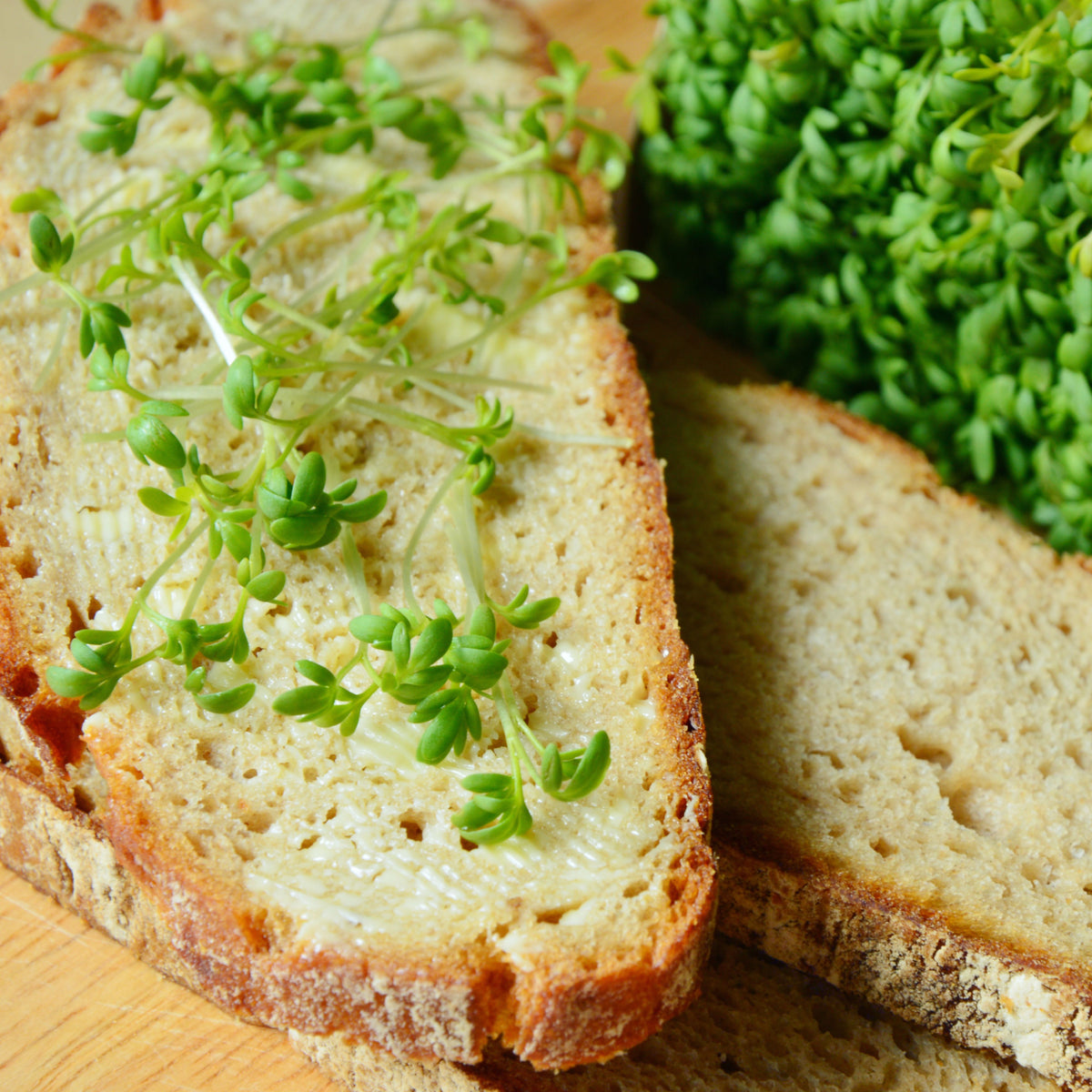 Cress Pepper Seeds - Garden Cress, Peppery Flavor, 505 seeds
