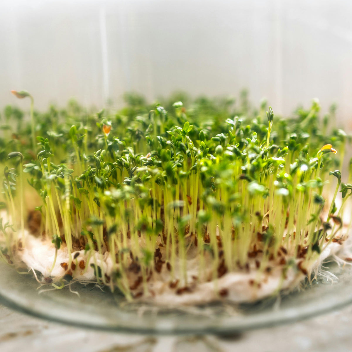 Pepper Cress Seeds - Garden Cress, 505 seeds
