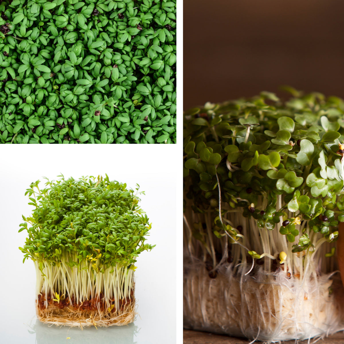 505 Seeds| Cress Pepper Seeds - Garden Cress -Heirloom – Non-GMO – Fast Growing – Peppery Flavor – Microgreens – Baby Greens – Easy to Grow – Cool Season – Fresh Eating – Garden to Table#6023