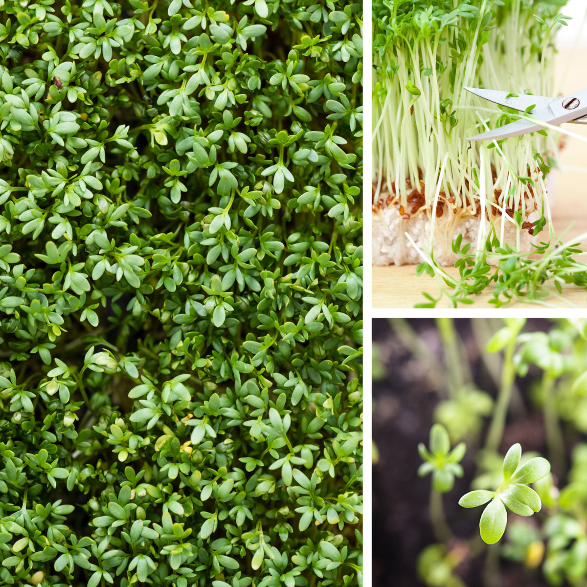 505 Seeds| Cress Pepper Seeds - Garden Cress -Heirloom – Non-GMO – Fast Growing – Peppery Flavor – Microgreens – Baby Greens – Easy to Grow – Cool Season – Fresh Eating – Garden to Table#6023