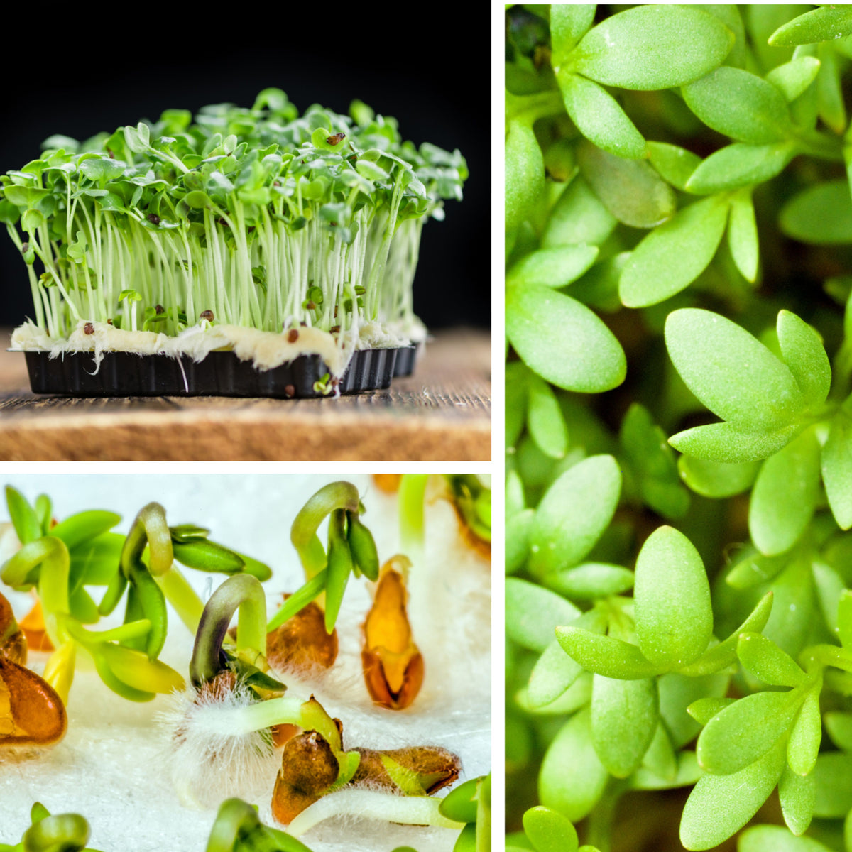 Cress Pepper Seeds - Garden Cress, Peppery Flavor, 505 seeds