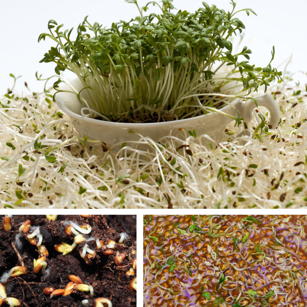 505 Seeds| Cress Pepper Seeds - Garden Cress -Heirloom – Non-GMO – Fast Growing – Peppery Flavor – Microgreens – Baby Greens – Easy to Grow – Cool Season – Fresh Eating – Garden to Table#6023