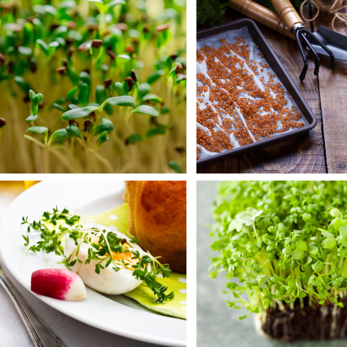 505 Seeds| Cress Pepper Seeds - Garden Cress -Heirloom – Non-GMO – Fast Growing – Peppery Flavor – Microgreens – Baby Greens – Easy to Grow – Cool Season – Fresh Eating – Garden to Table#6023