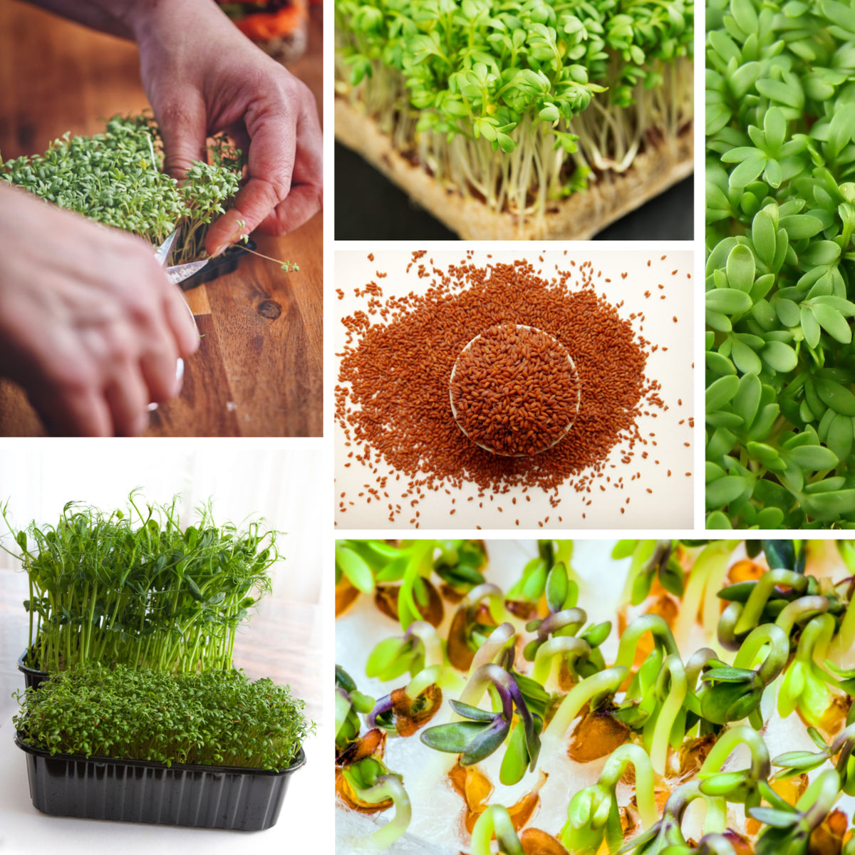 505 Seeds| Cress Pepper Seeds - Garden Cress -Heirloom – Non-GMO – Fast Growing – Peppery Flavor – Microgreens – Baby Greens – Easy to Grow – Cool Season – Fresh Eating – Garden to Table#6023
