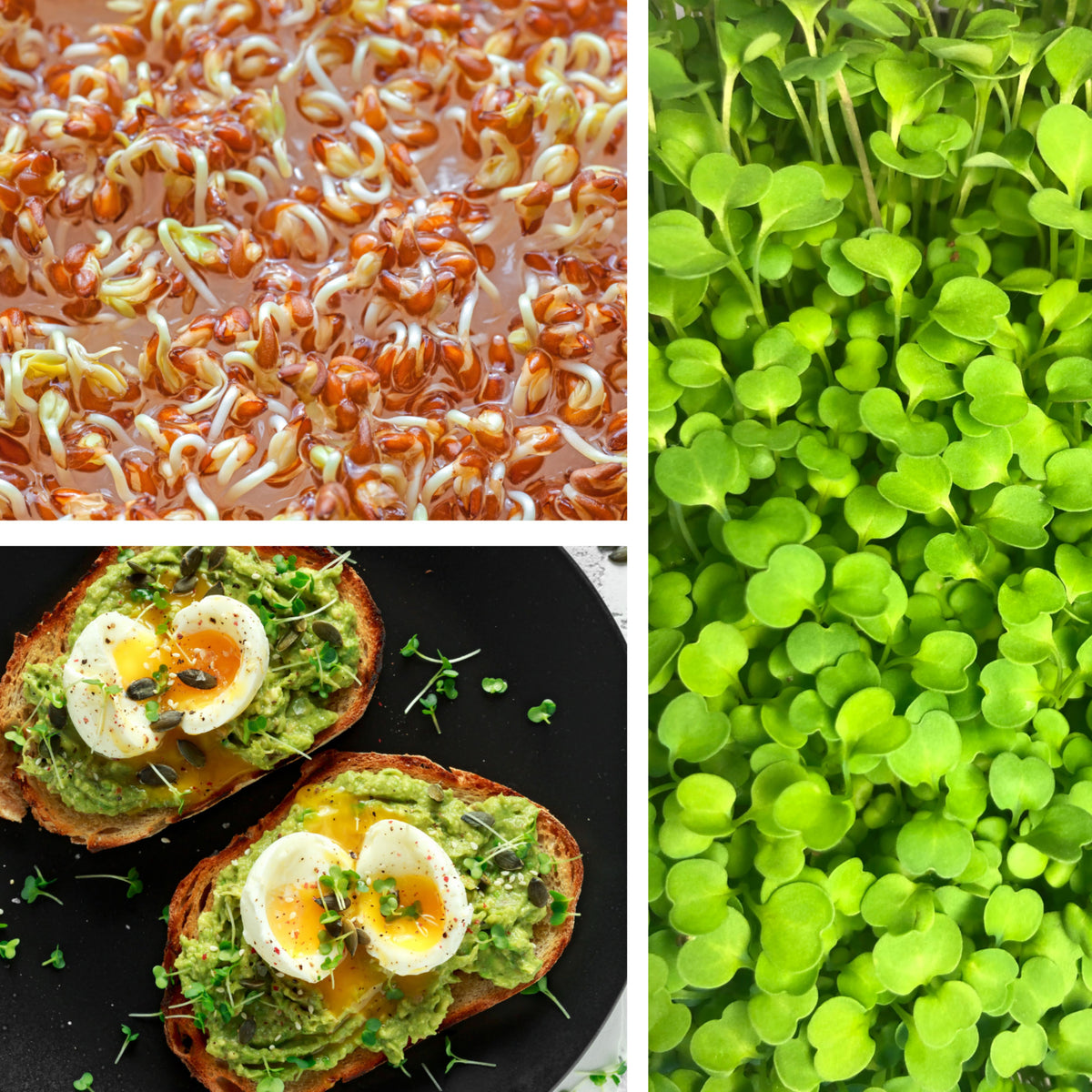 Pepper Cress Seeds - Garden Cress, 505 seeds
