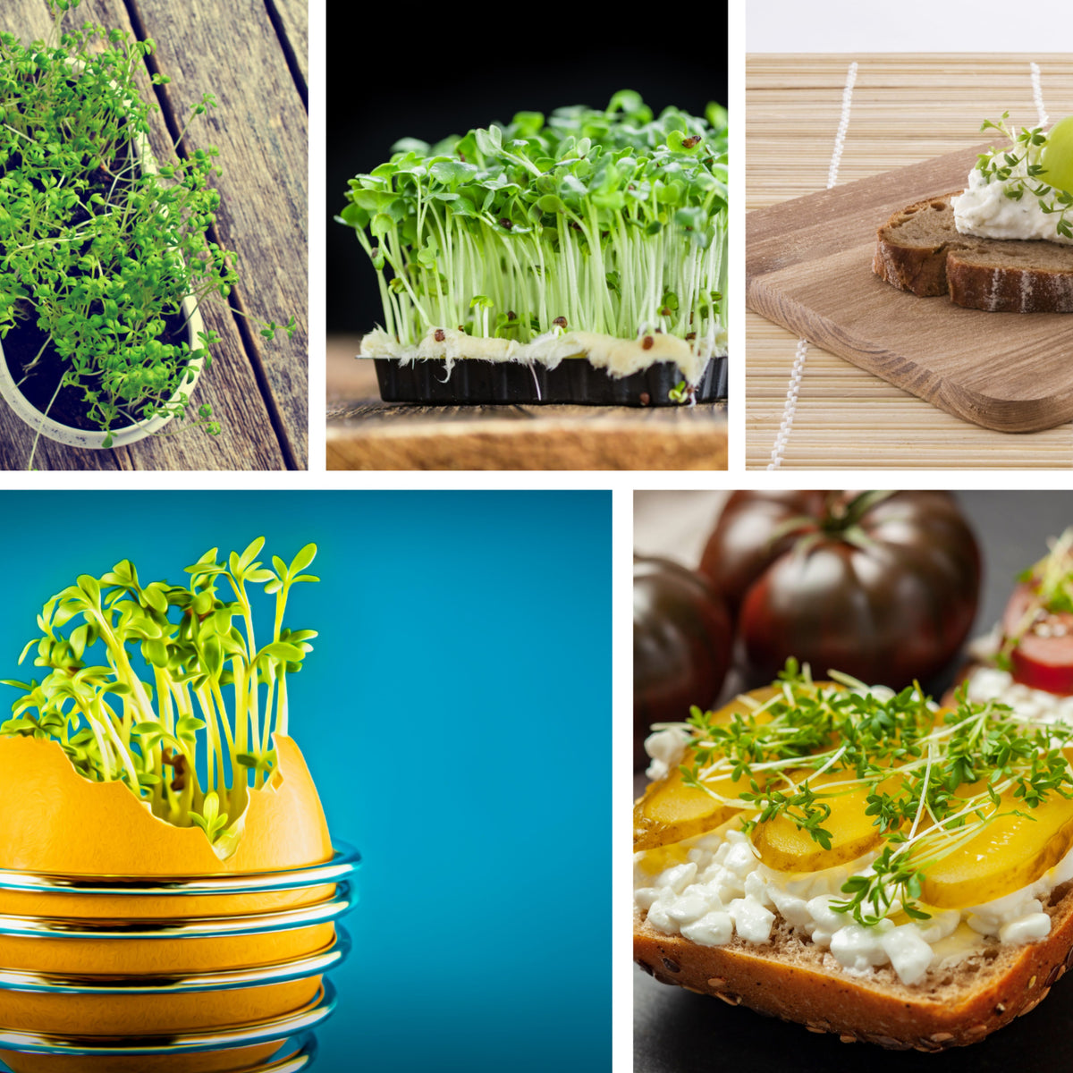 505 Seeds| Cress Pepper Seeds - Garden Cress -Heirloom – Non-GMO – Fast Growing – Peppery Flavor – Microgreens – Baby Greens – Easy to Grow – Cool Season – Fresh Eating – Garden to Table#6023