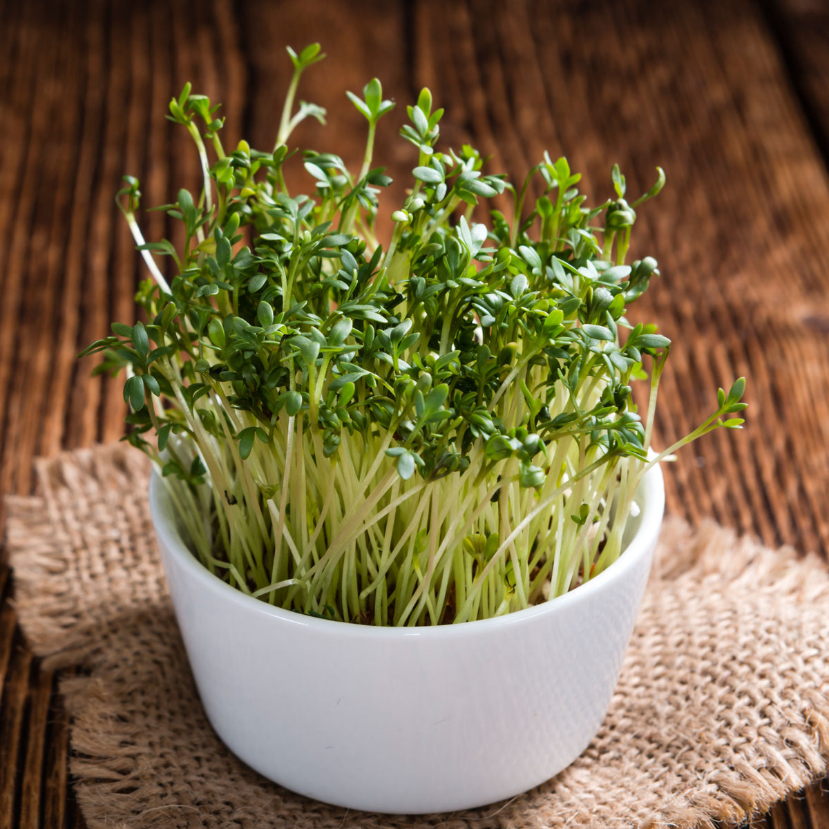 505 Seeds| Cress Pepper Seeds - Garden Cress -Heirloom – Non-GMO – Fast Growing – Peppery Flavor – Microgreens – Baby Greens – Easy to Grow – Cool Season – Fresh Eating – Garden to Table#6023