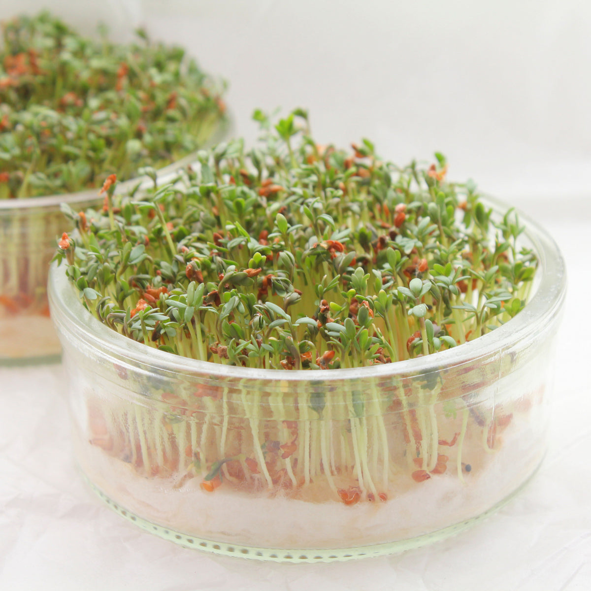 505 Seeds| Cress Pepper Seeds - Garden Cress -Heirloom – Non-GMO – Fast Growing – Peppery Flavor – Microgreens – Baby Greens – Easy to Grow – Cool Season – Fresh Eating – Garden to Table#6023