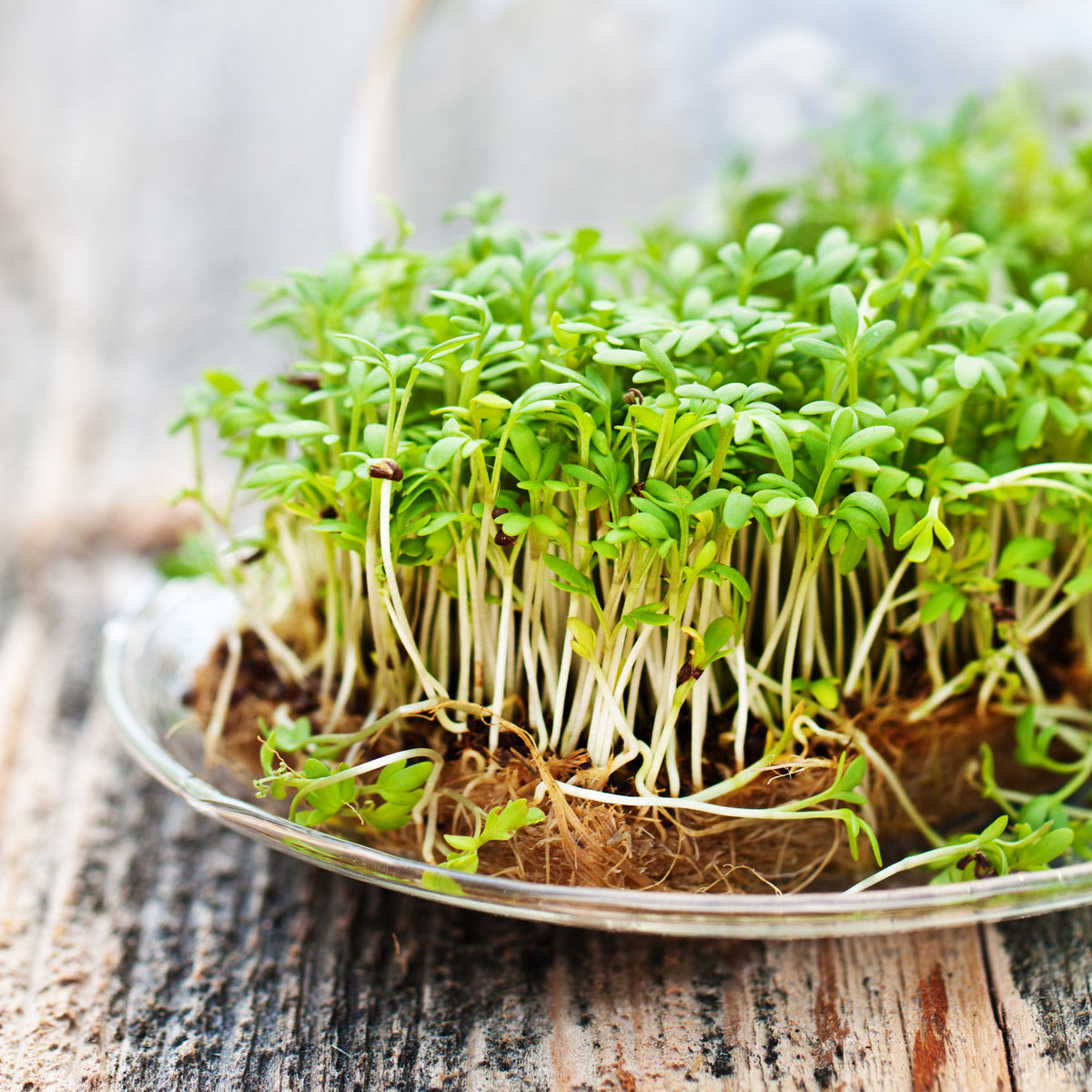 505 Seeds| Cress Pepper Seeds - Garden Cress -Heirloom – Non-GMO – Fast Growing – Peppery Flavor – Microgreens – Baby Greens – Easy to Grow – Cool Season – Fresh Eating – Garden to Table#6023