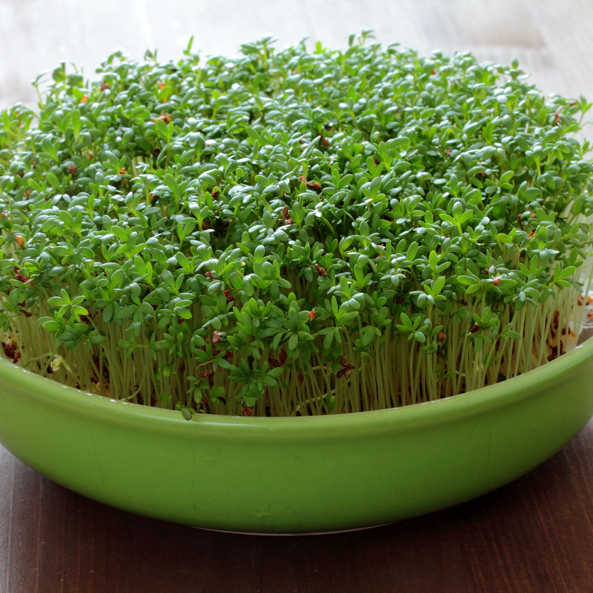 505 Seeds| Cress Pepper Seeds - Garden Cress -Heirloom – Non-GMO – Fast Growing – Peppery Flavor – Microgreens – Baby Greens – Easy to Grow – Cool Season – Fresh Eating – Garden to Table#6023