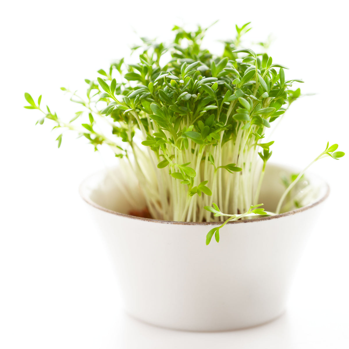 505 Seeds| Cress Pepper Seeds - Garden Cress -Heirloom – Non-GMO – Fast Growing – Peppery Flavor – Microgreens – Baby Greens – Easy to Grow – Cool Season – Fresh Eating – Garden to Table#6023