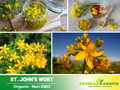 105 Seeds| St. John’s Wort Seeds – Heirloom, Non-GMO, Perennial Medicinal Herb, Bright Yellow Flowers, Easy to Grow, Drought Tolerant, Pollinator Friendly, Perfect for Herbal Gardens, Borders, and Containers #6024