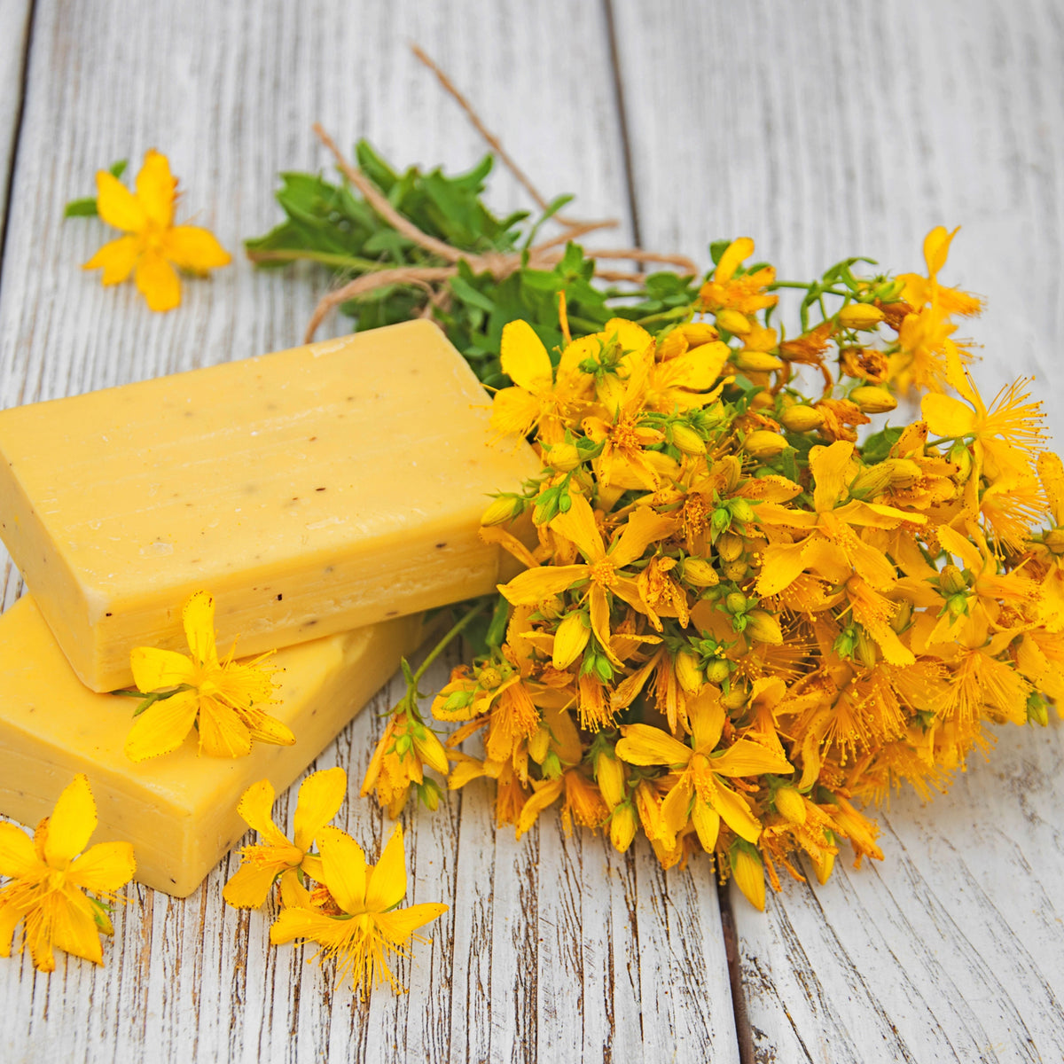 St. John’s Wort Seeds - Perennial Medicinal Herb, 105 seeds
