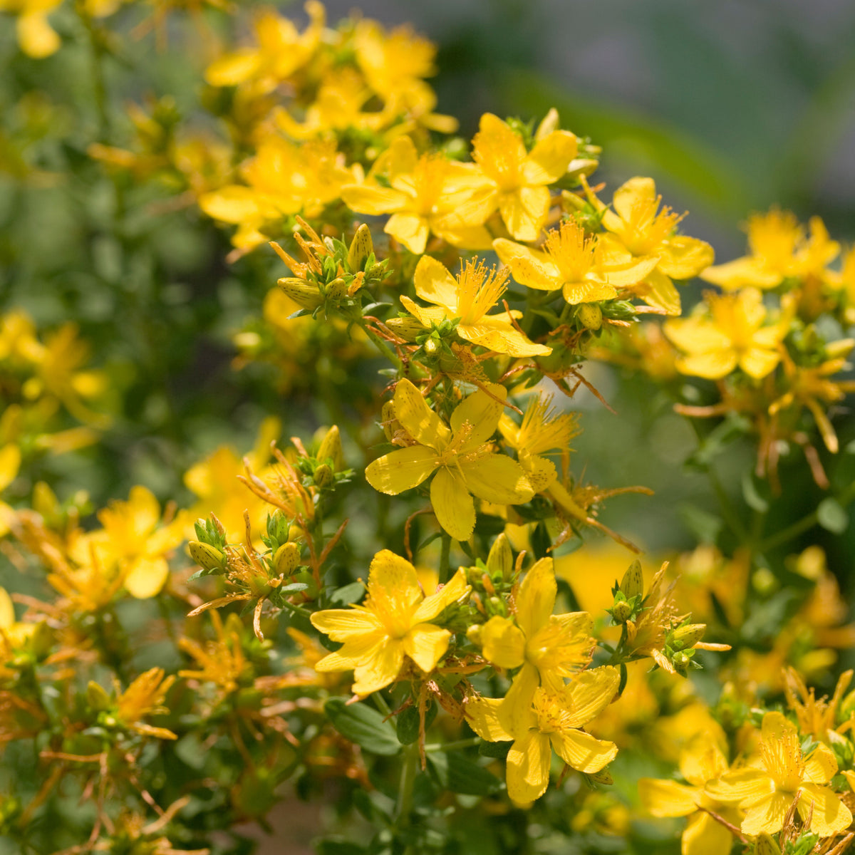 St. John’s Wort Seeds - Perennial Medicinal Herb, 105 seeds