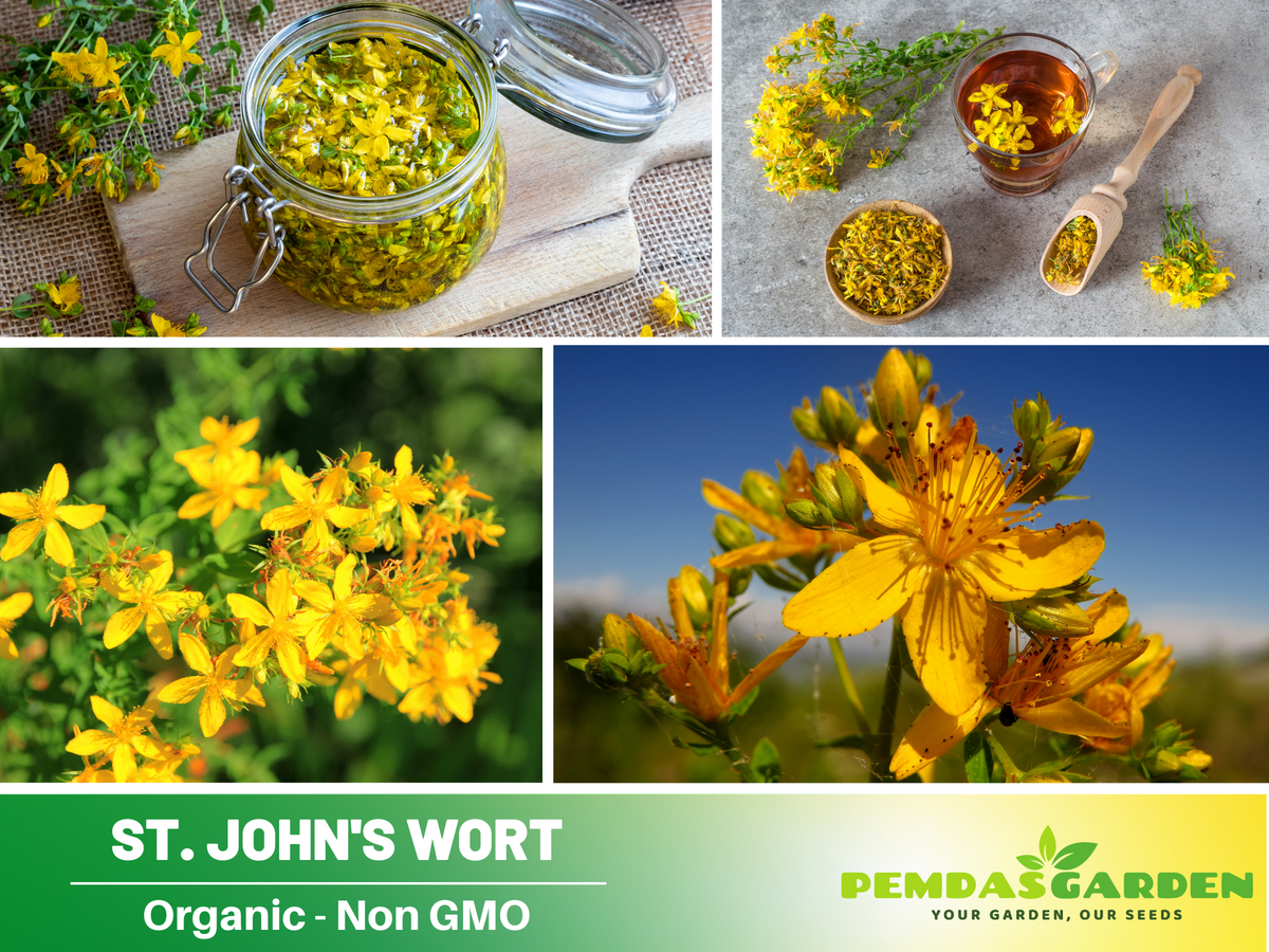 105 Seeds| St. John's Wort Seeds- Herbs Seeds #6024