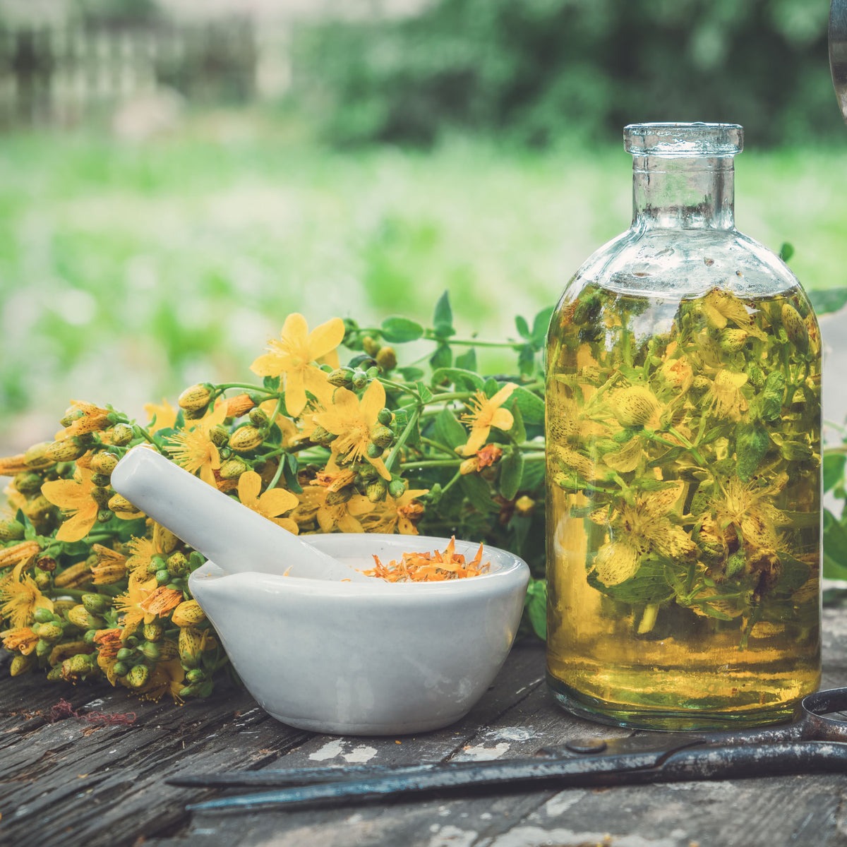 St. John’s Wort Seeds - Perennial Medicinal Herb, 105 seeds