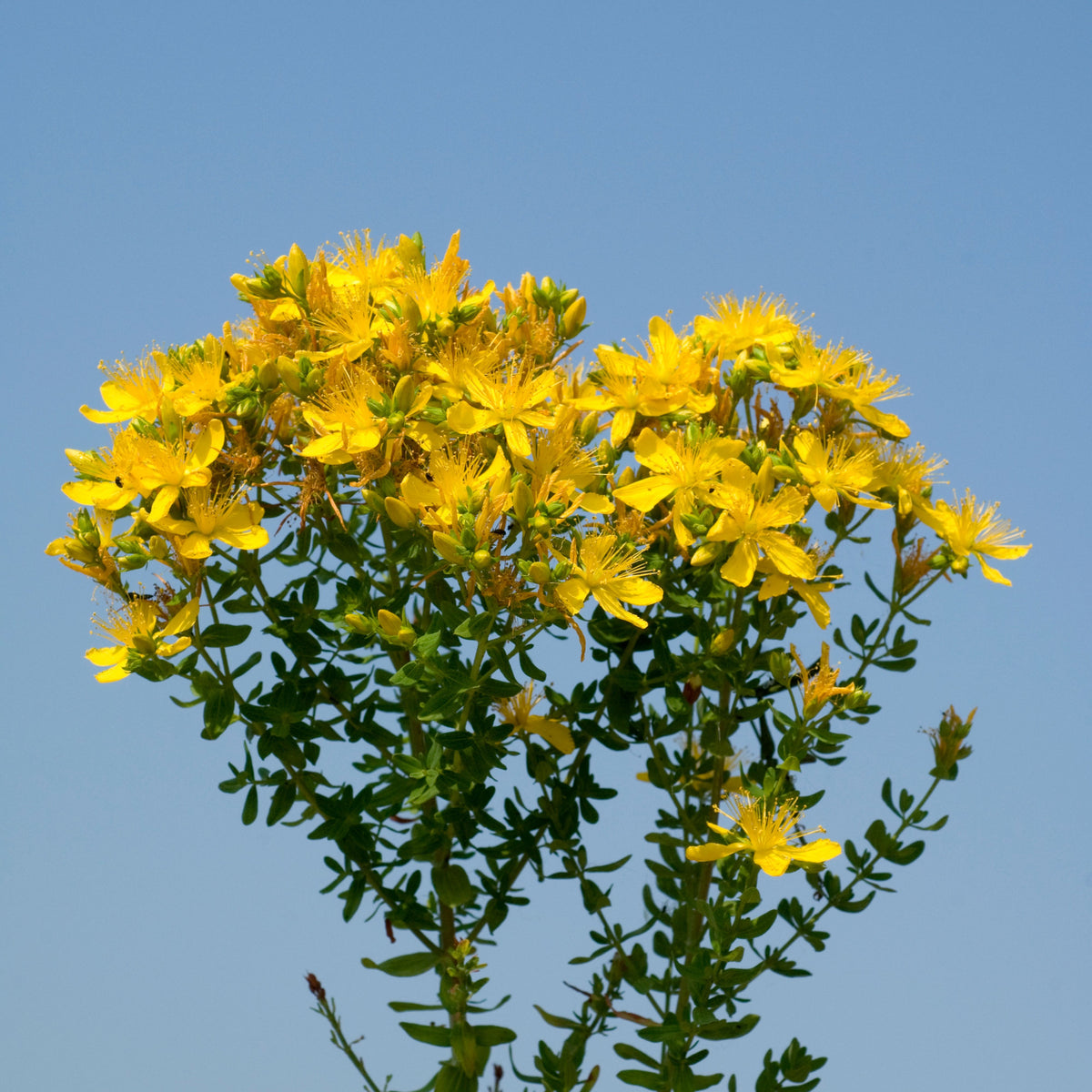 St. John’s Wort Seeds - Perennial Medicinal Herb, 105 seeds