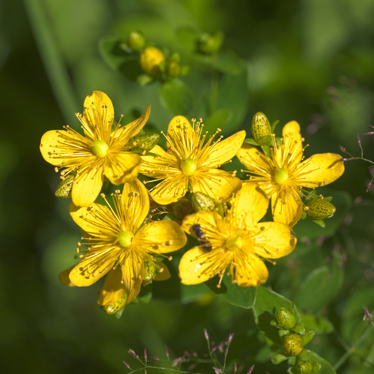 St. John’s Wort Seeds - Perennial Medicinal Herb, 105 seeds