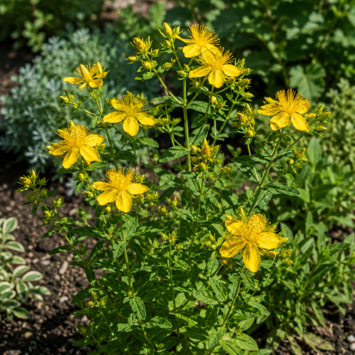 St. John's Wort Seeds - Perennial, Bright Yellow Flowers, 105 seeds