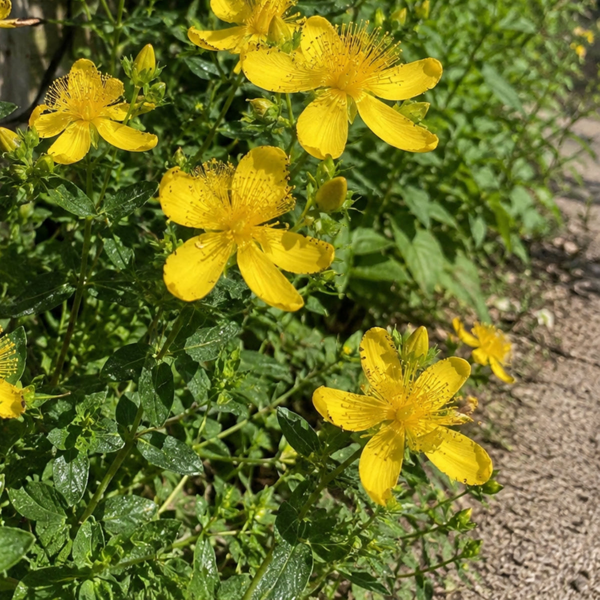 St. John’s Wort Seeds - Perennial Medicinal Herb, 105 seeds