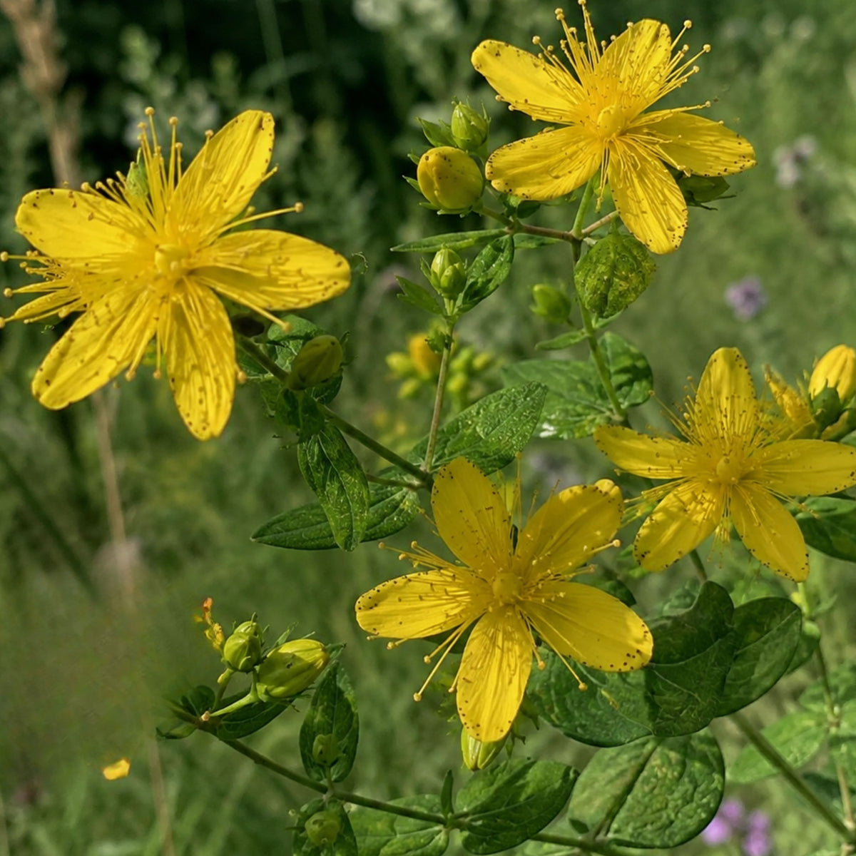St. John’s Wort Seeds - Perennial Medicinal Herb, 105 seeds