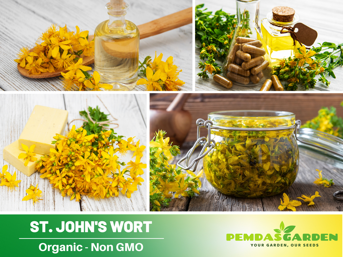 105 Seeds| St. John's Wort Seeds- Herbs Seeds #6024