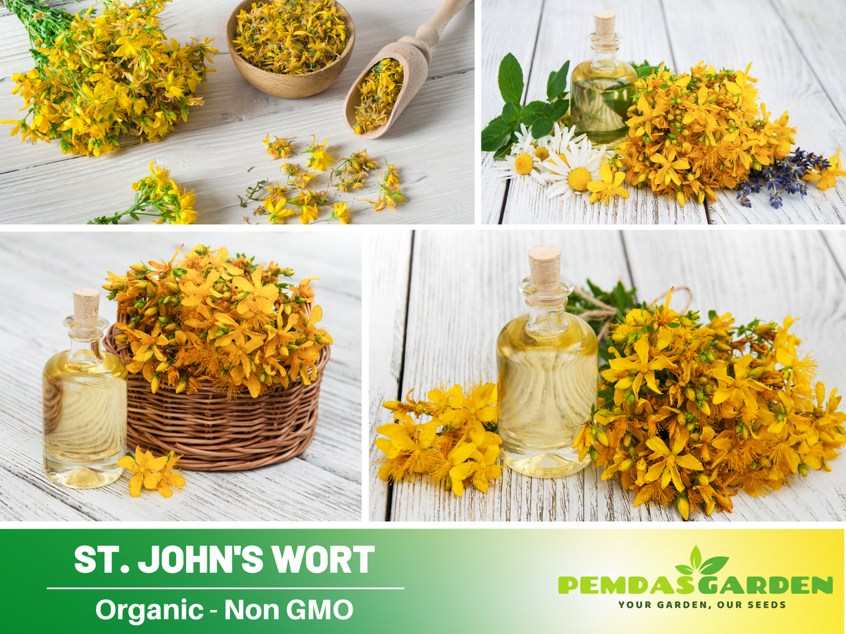 105 Seeds| St. John's Wort Seeds- Herbs Seeds #6024