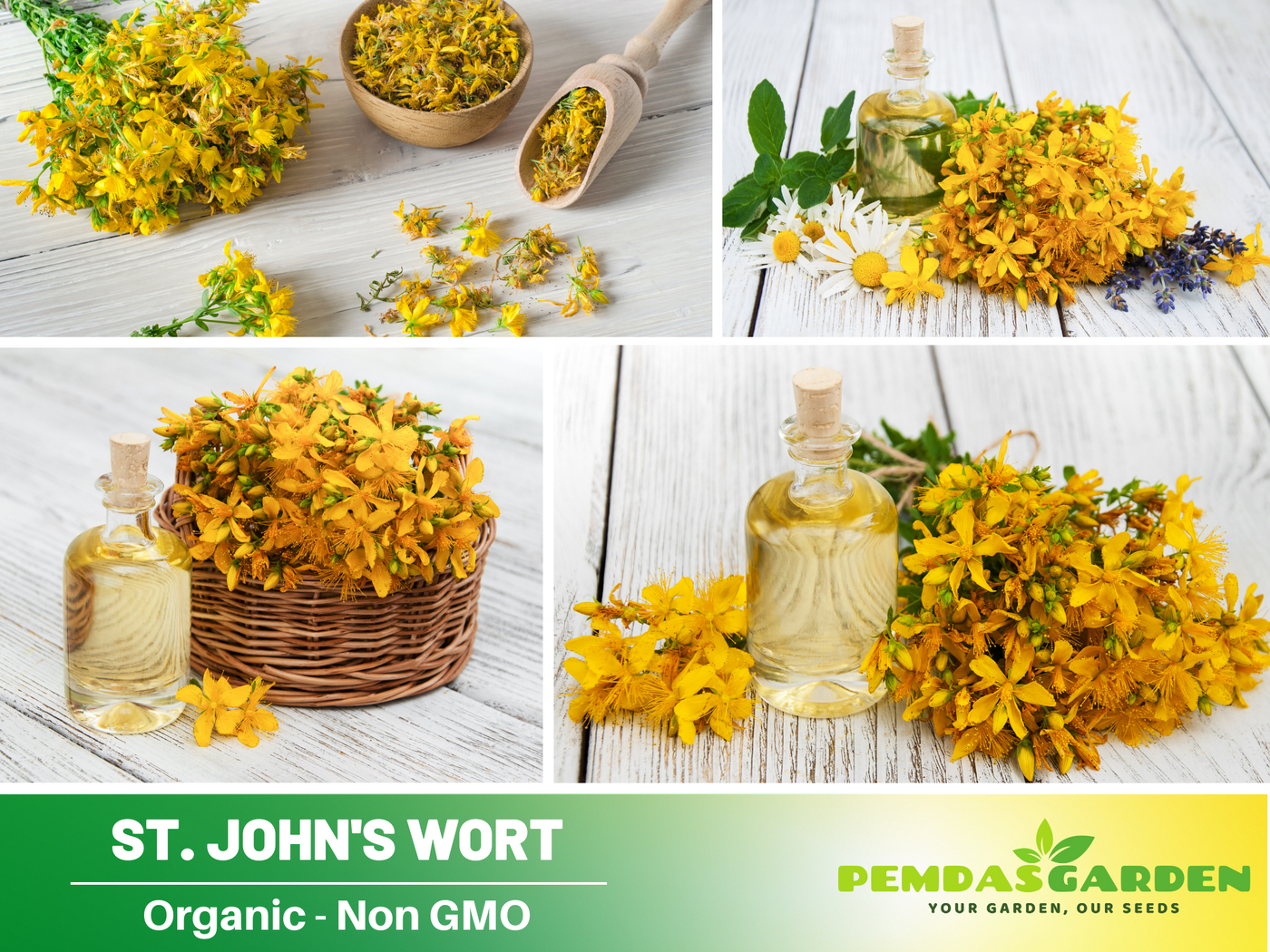 st john's wort plant seeds 105 Seeds| St. John's Wort Seeds- Heirloom – Non-GMO – Perennial – Bri – PEMDASGARDEN