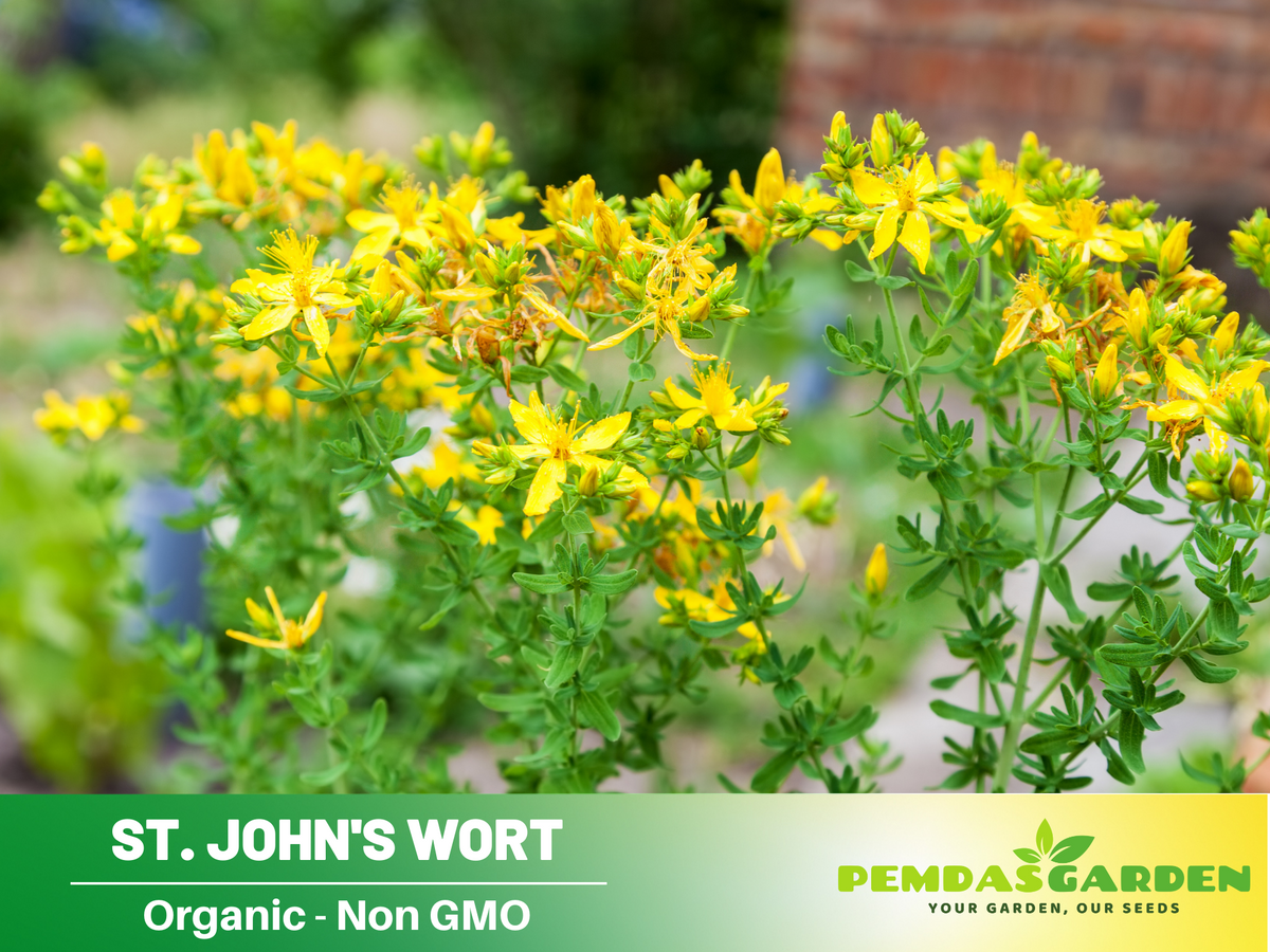 105 Seeds| St. John's Wort Seeds- Herbs Seeds #6024