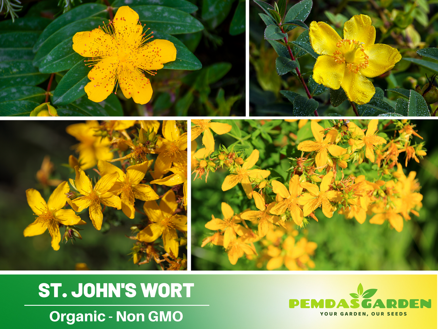 planting st john's wort seeds 105 Seeds| St. John's Wort Seeds- Heirloom – Non-GMO – Perennial – Bri – PEMDASGARDEN