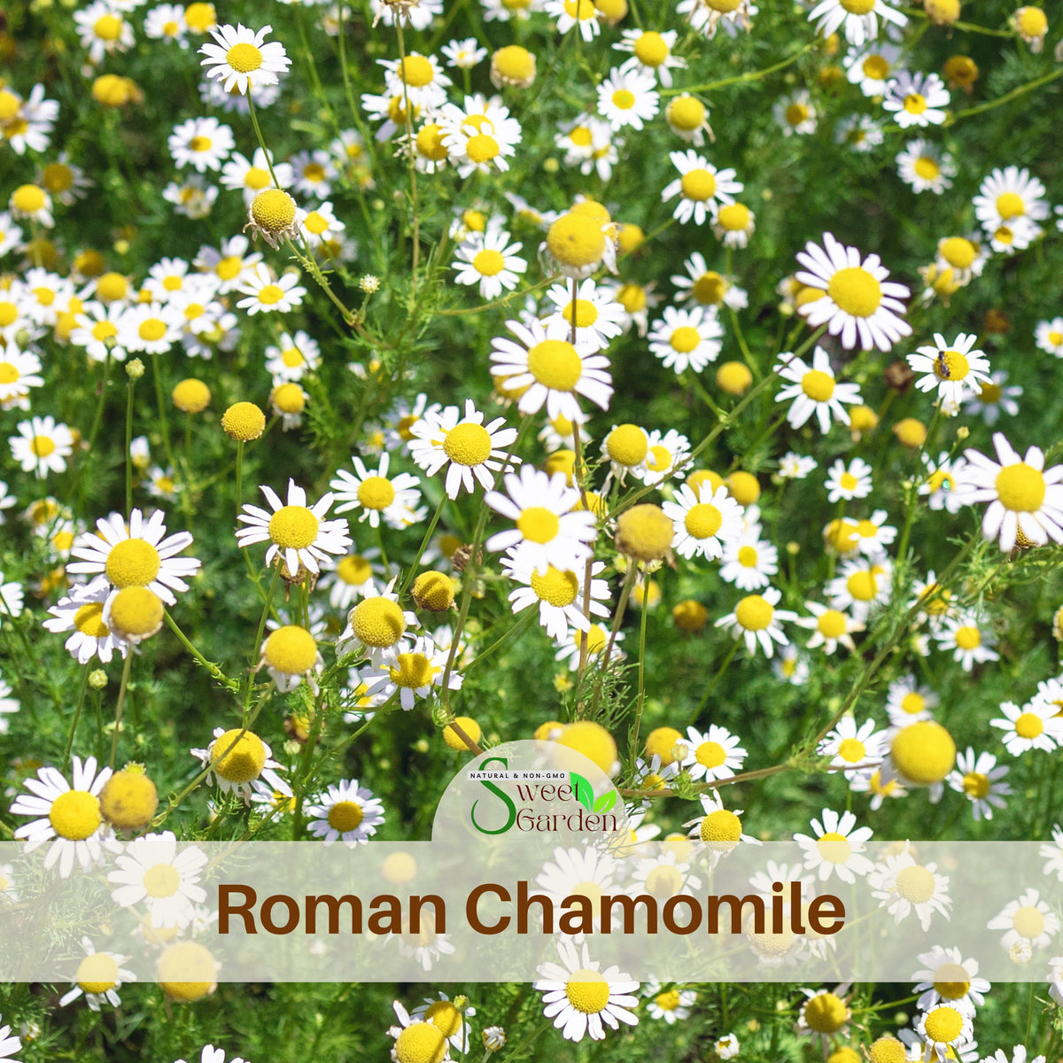 Chamomile Roman Flowers Seeds - Perennial, Fragrant Blooms, 305 seeds
