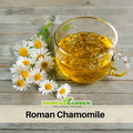 305 Seeds| Chamomile Roman Flower Seeds – Heirloom, Non-GMO, Perennial Medicinal Herb, Fragrant White Daisy-Like Blooms, Easy to Grow, Perfect for Herbal Teas, Pollinator Gardens, Borders, and Containers#6026