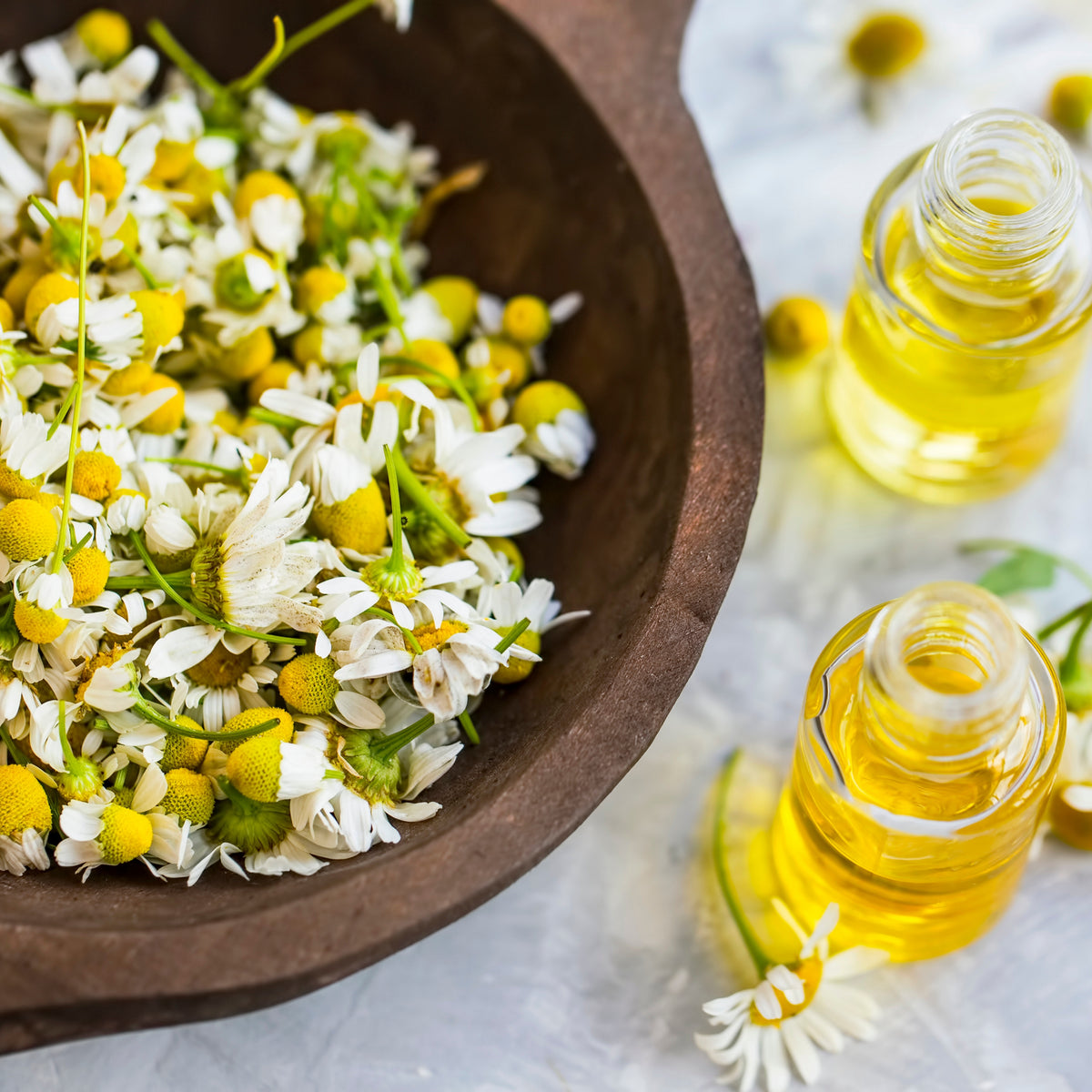 Chamomile Roman Flower Seeds - Perennial Medicinal Herb, 305 seeds