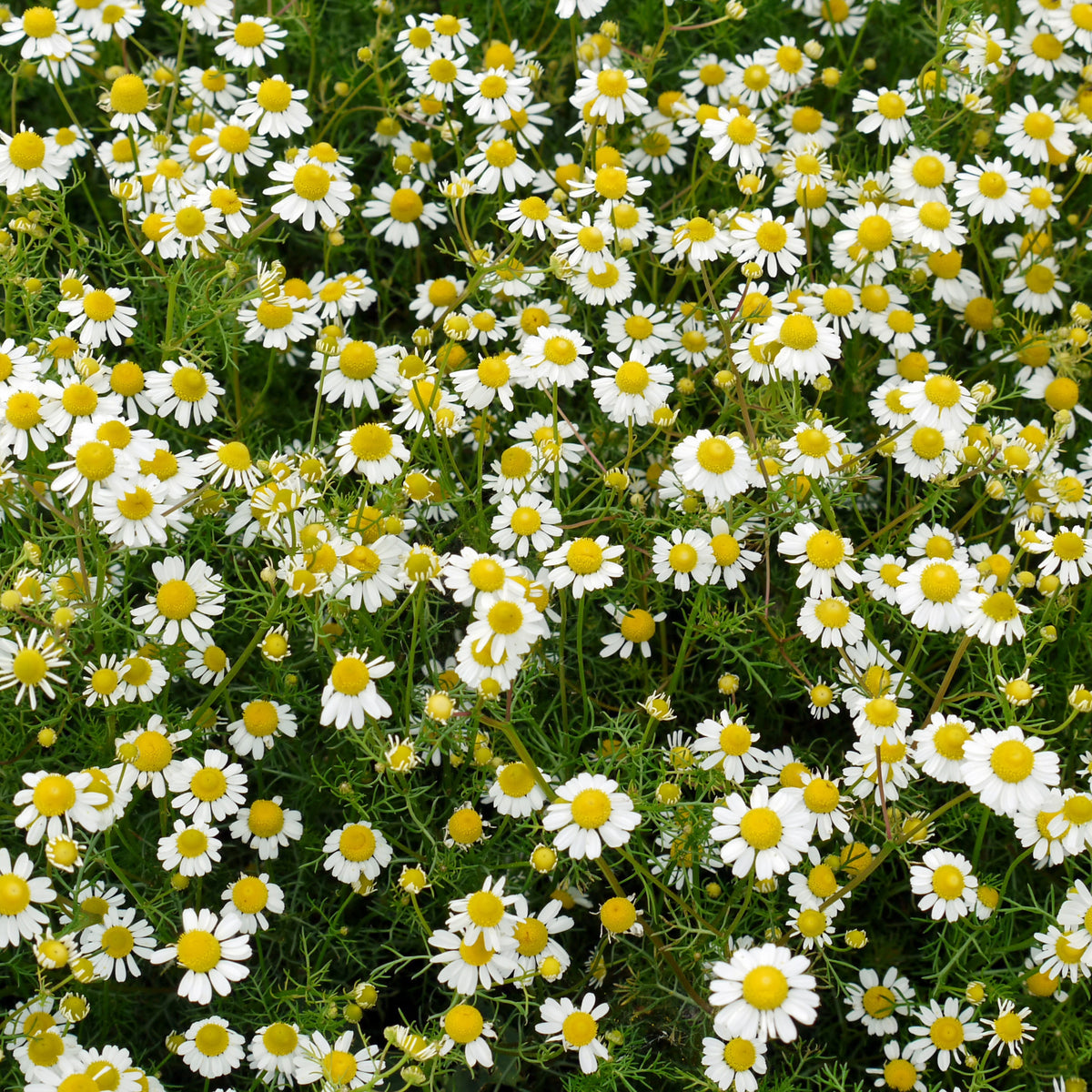 Chamomile Roman Flower Seeds - Perennial Medicinal Herb, 305 seeds