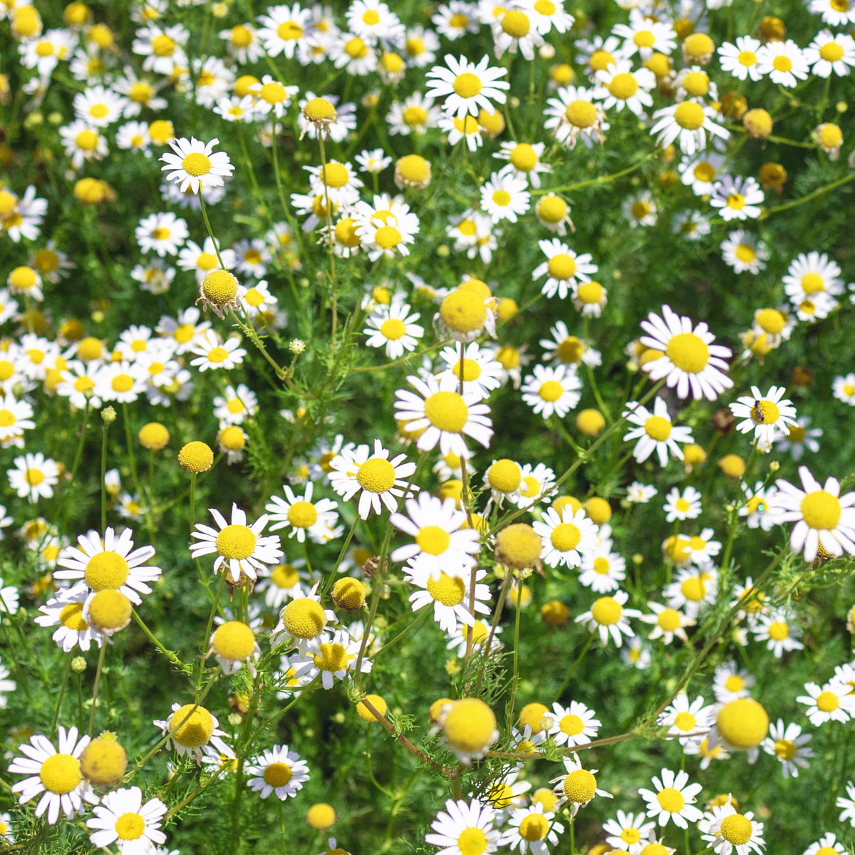 Chamomile Roman Flowers Seeds - Perennial, Fragrant Blooms, 305 seeds
