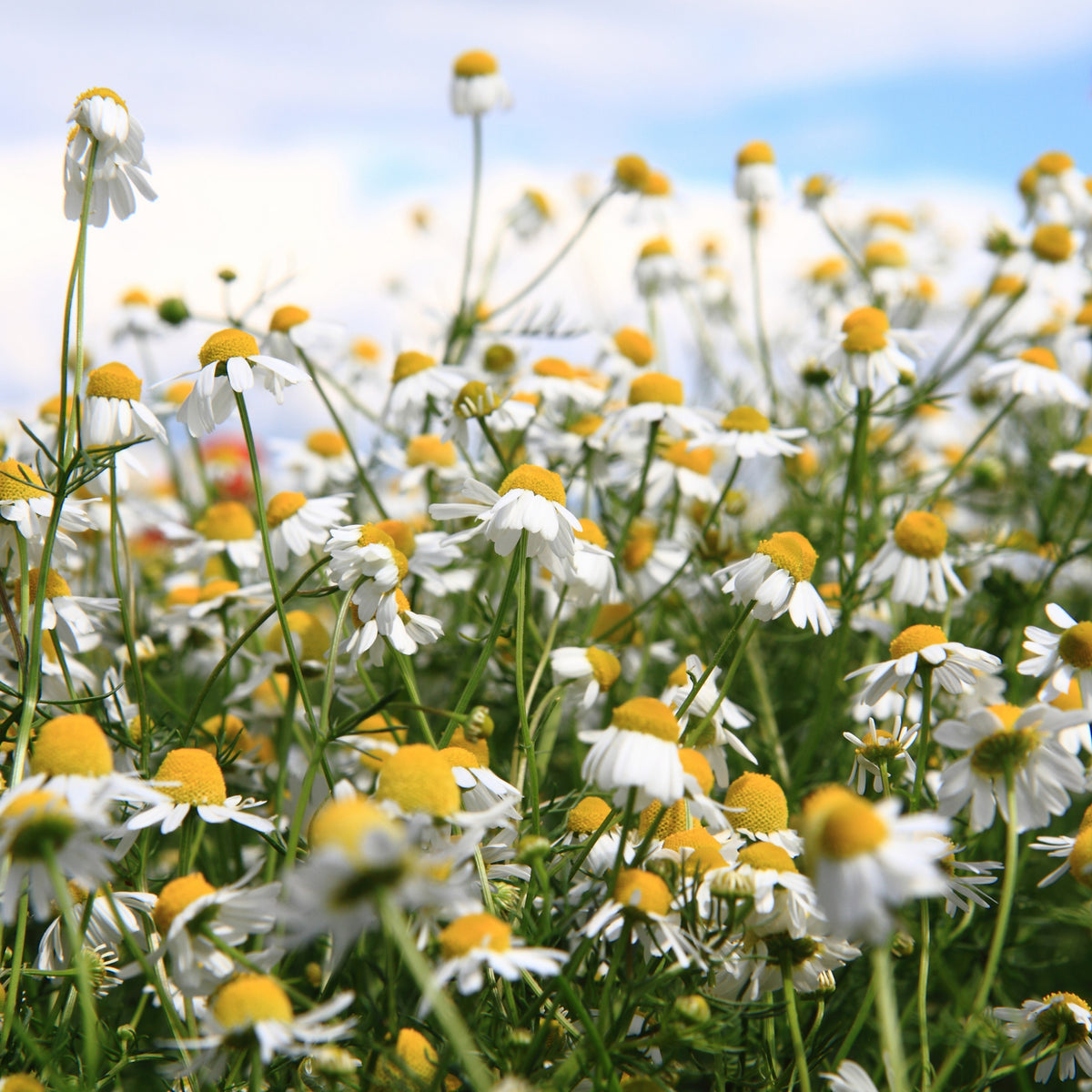 Chamomile Roman Flower Seeds - Perennial Medicinal Herb, 305 seeds