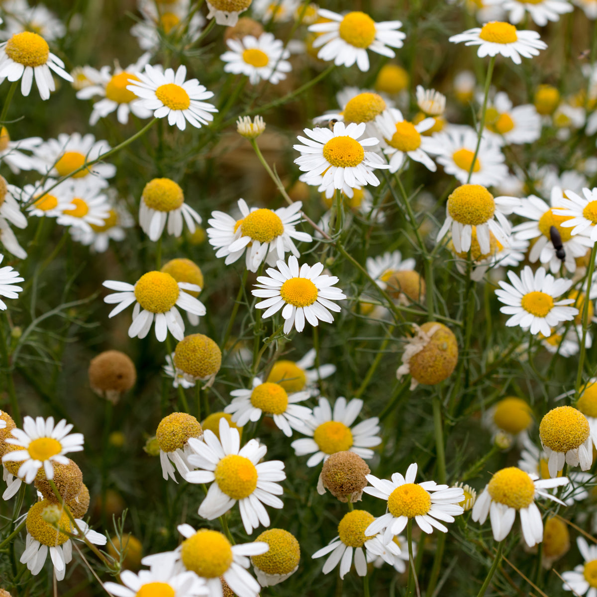 Chamomile Roman Flower Seeds - Perennial Medicinal Herb, 305 seeds