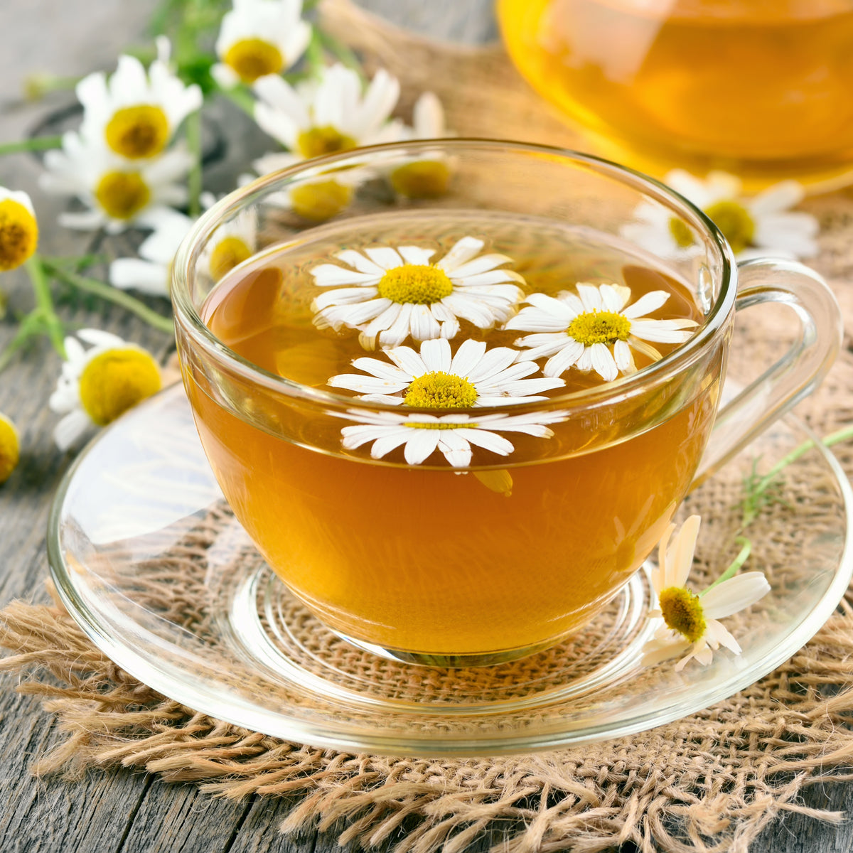 Chamomile Roman Flowers Seeds - Perennial, Fragrant Blooms, 305 seeds