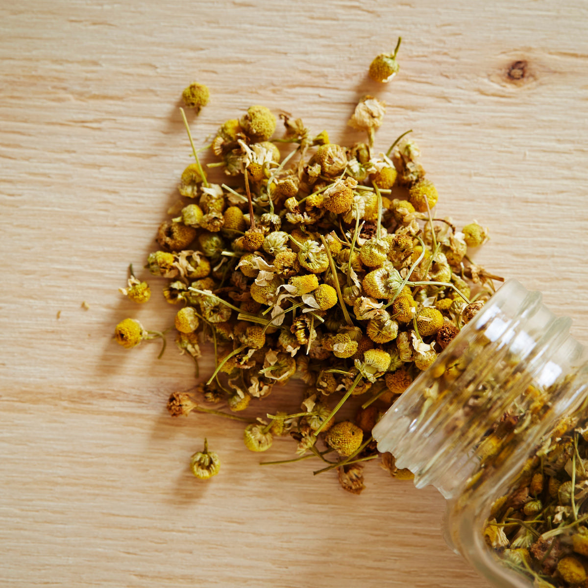 Chamomile Roman Flower Seeds - Perennial Medicinal Herb, 305 seeds