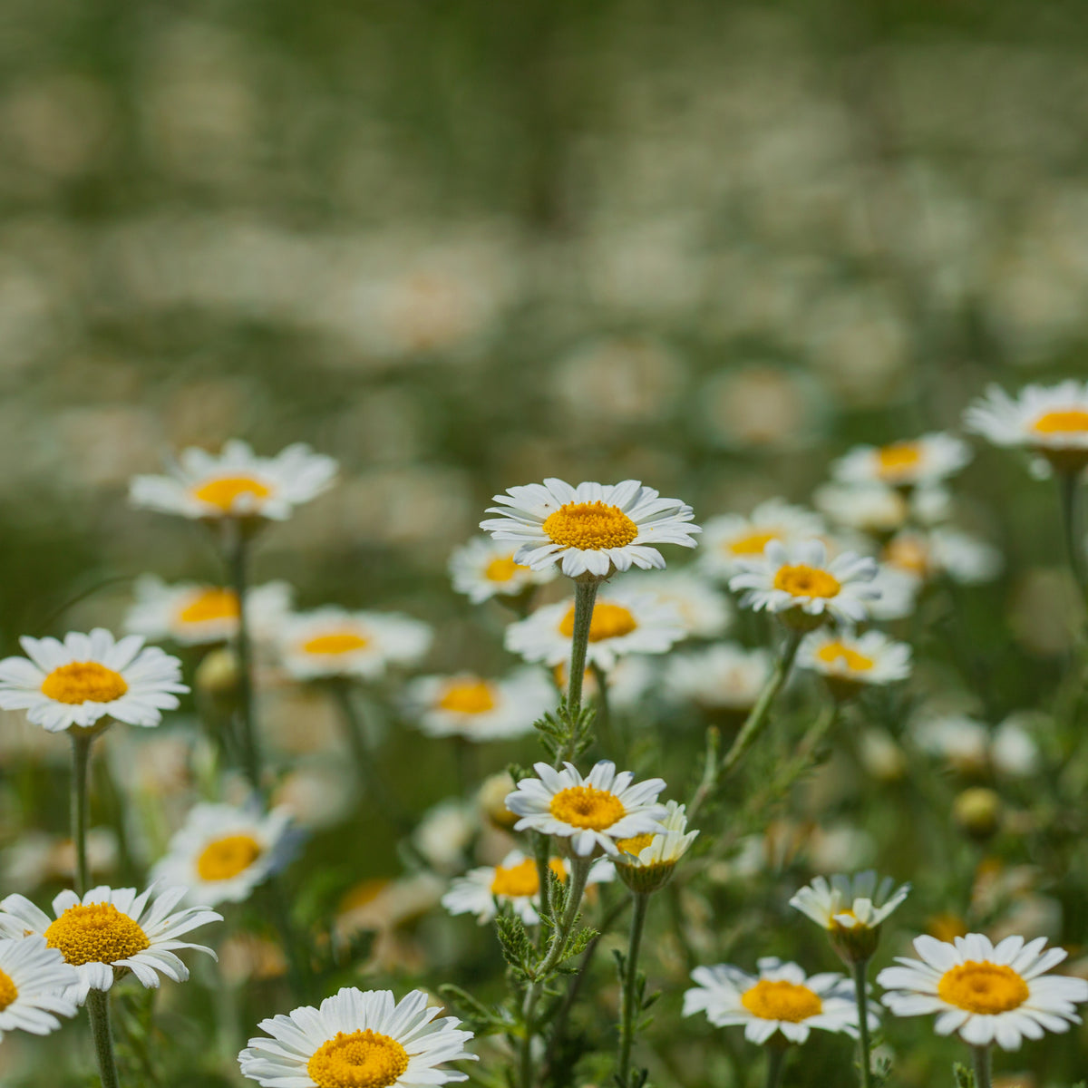 Chamomile Roman Flower Seeds - Perennial Medicinal Herb, 305 seeds