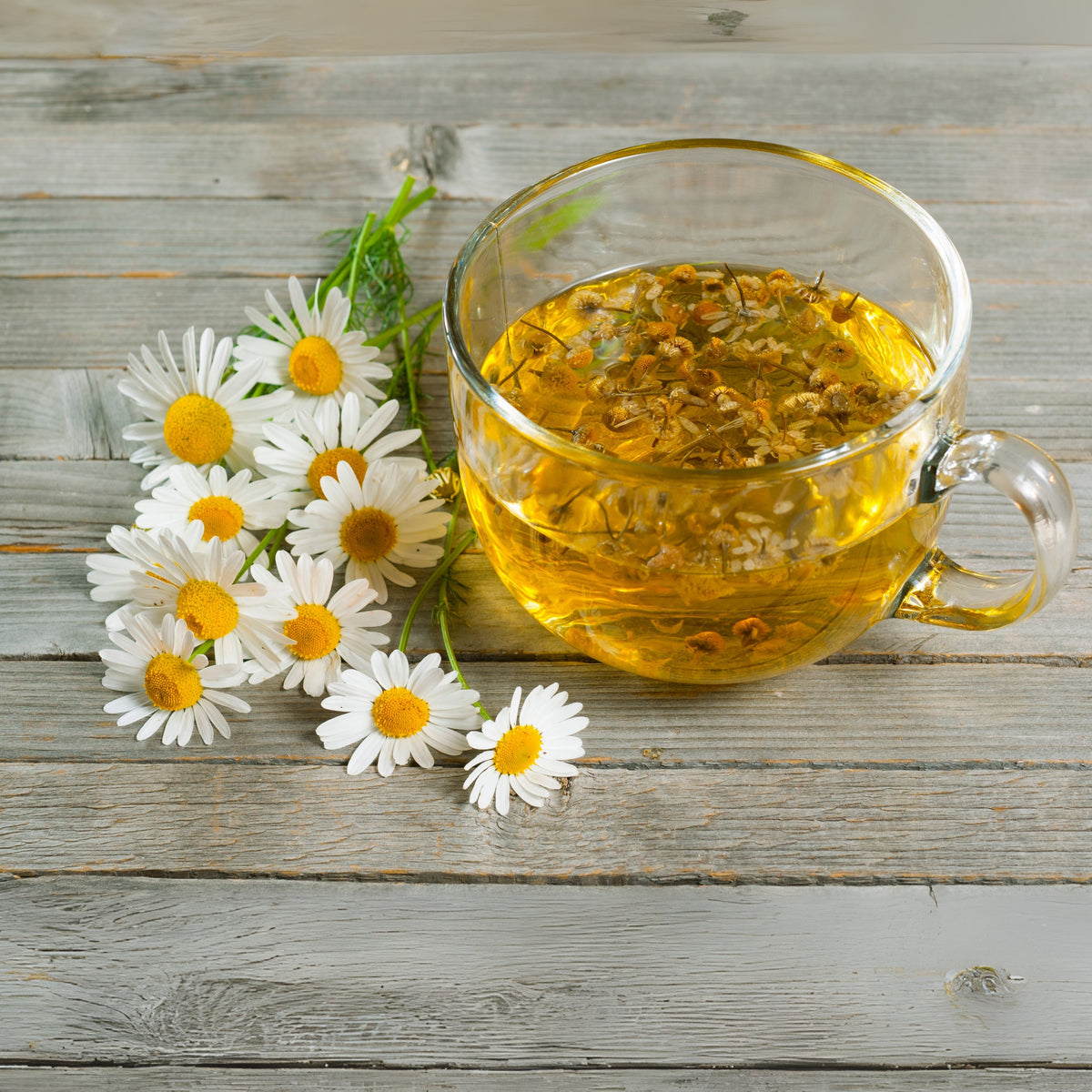 Chamomile Roman Flower Seeds - Perennial Medicinal Herb, 305 seeds