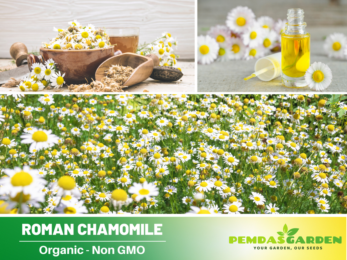 305 Seeds| Chamomile Roman Flowers Seeds-  Herbs Seeds #6026