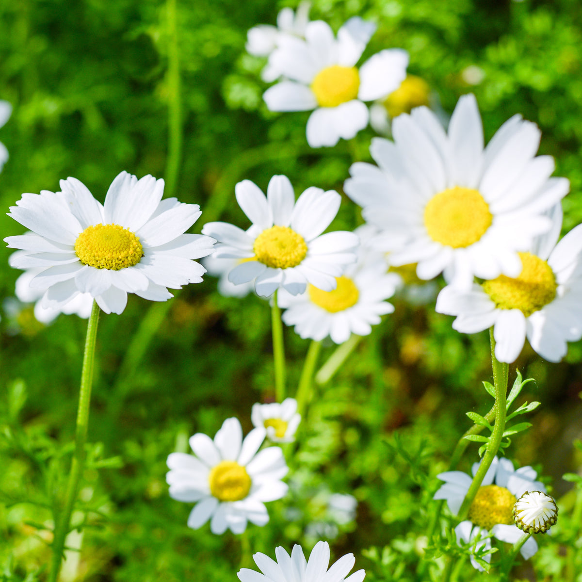 Chamomile Roman Flowers Seeds - Perennial, Fragrant Blooms, 305 seeds
